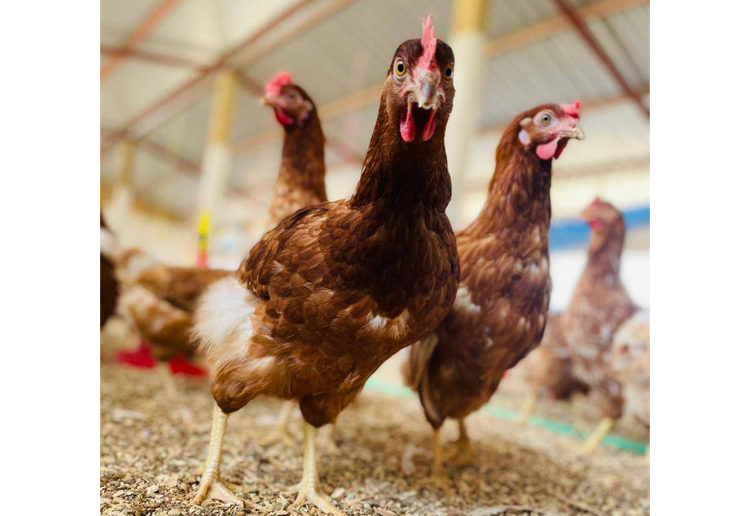 Problemas y soluciones para el uso de equipos para pollos.