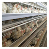 Jaula para ponedoras de pollos tipo A para cría automática de equipos avícolas Jaula para pollos