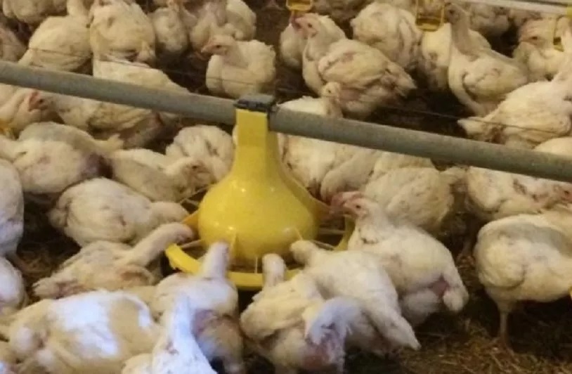 plato de alimentación 