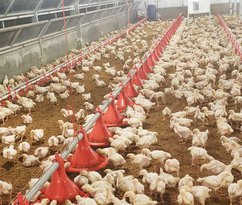 comedero para pollos