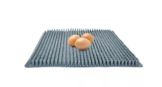 ¿Las gallinas camperas pondrán huevos en el gallinero?