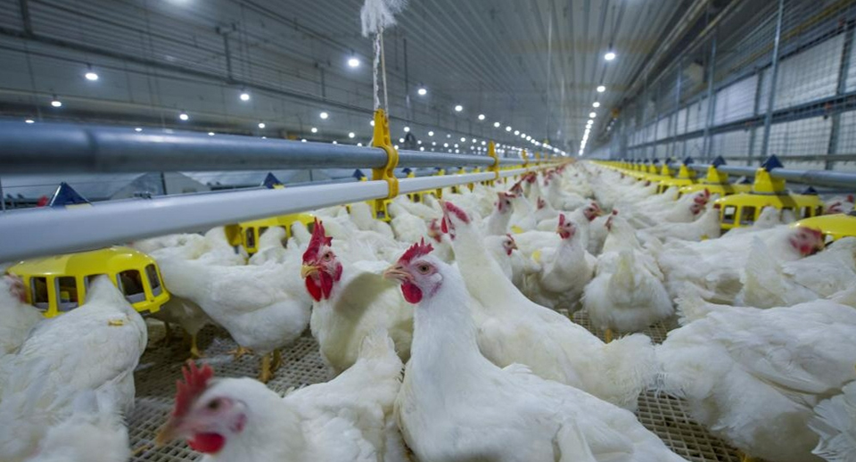 cría de pollos de engorde5.17