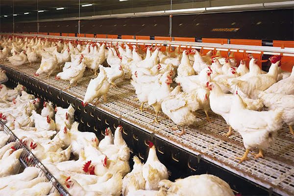 línea de bebederos de pollo