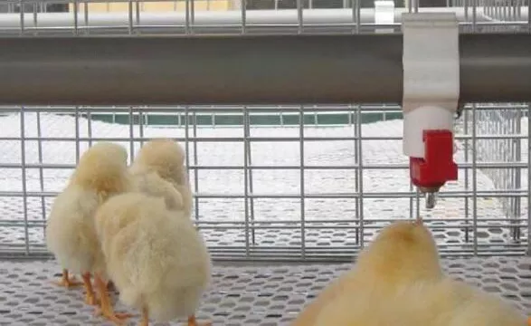 tetina bebedero para pollo 