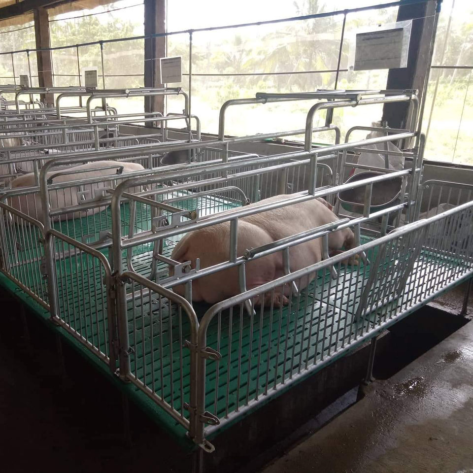  2 unidades de jaulas de parto para cerdas o cama de corral de parto para cerdas individuales, caja de gestación para cerdos, jaula para cerdos, equipo de granja porcina