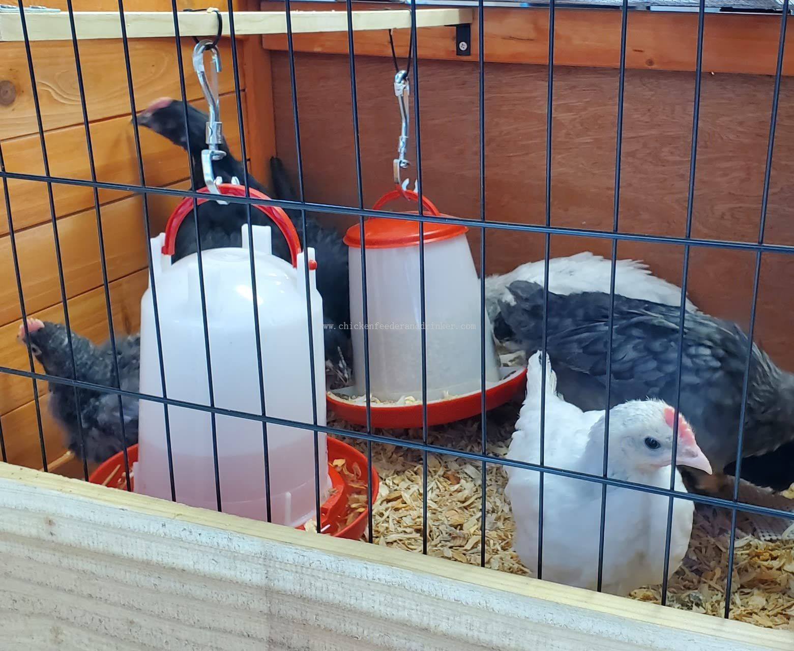 Cucharón de comedero para pollos para línea de comederos para granjas de pollos 