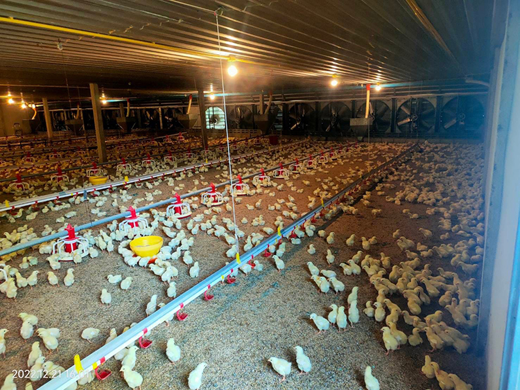 sistema de línea de comedero para pollos (2)