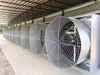 Extractor de aire de 50 pulgadas para granja de pollos, ventilador de refrigeración de gran volumen de aire para alimentación y bebida de pollos, LM-fan