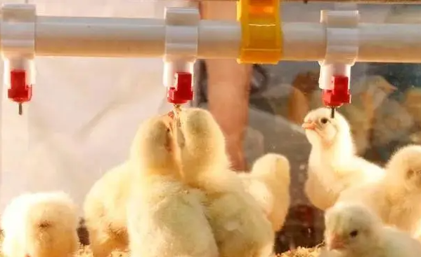 bebedor de pezones 1 