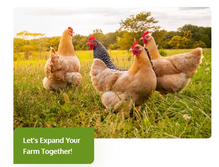 Cómo gestionar una granja de pollos