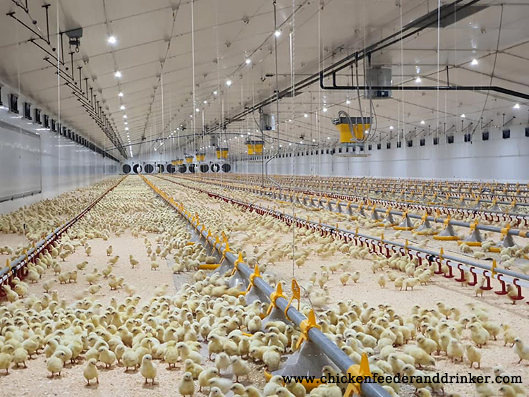 sistema de línea de alimentación de pollos