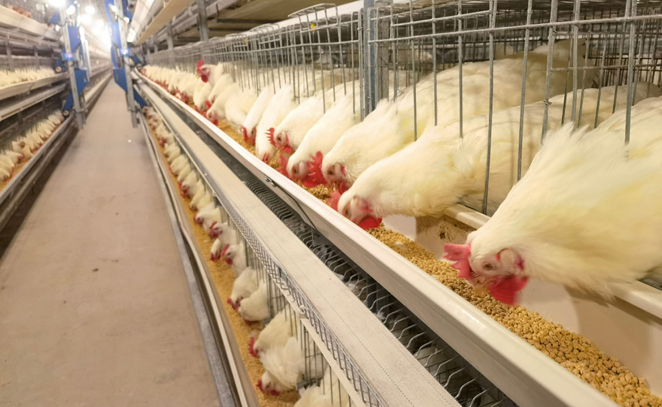 granja de pollos de engorde