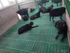 Ganado Cerdo Cabra Ovejas Piso de listones de plástico Aves de corral con fugas Piso de estiércol Tablero de estiércol con fugas de pollo de plástico Pato y ganso para gallinero Jaula para pollos LML-55