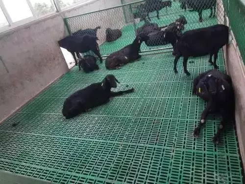 Ganado Cerdo Cabra Ovejas Piso de listones de plástico Aves de corral con fugas Piso de estiércol Tablero de estiércol con fugas de pollo de plástico Pato y ganso para gallinero Jaula para pollos LML-55