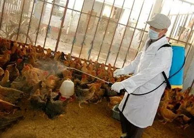gallinero 3