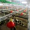 Bebedero para pollos Plasson con bote de agua blanca, bebedero de agua de campana automático para pollos de engorde, equipo de avicultura LM-68
