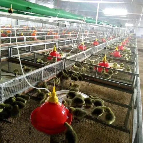 Bebedero para pollos Plasson con bote de agua blanca, bebedero de agua de campana automático para pollos de engorde, equipo de avicultura LM-68