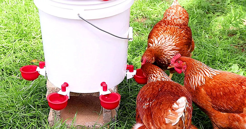 bebedero para pollo