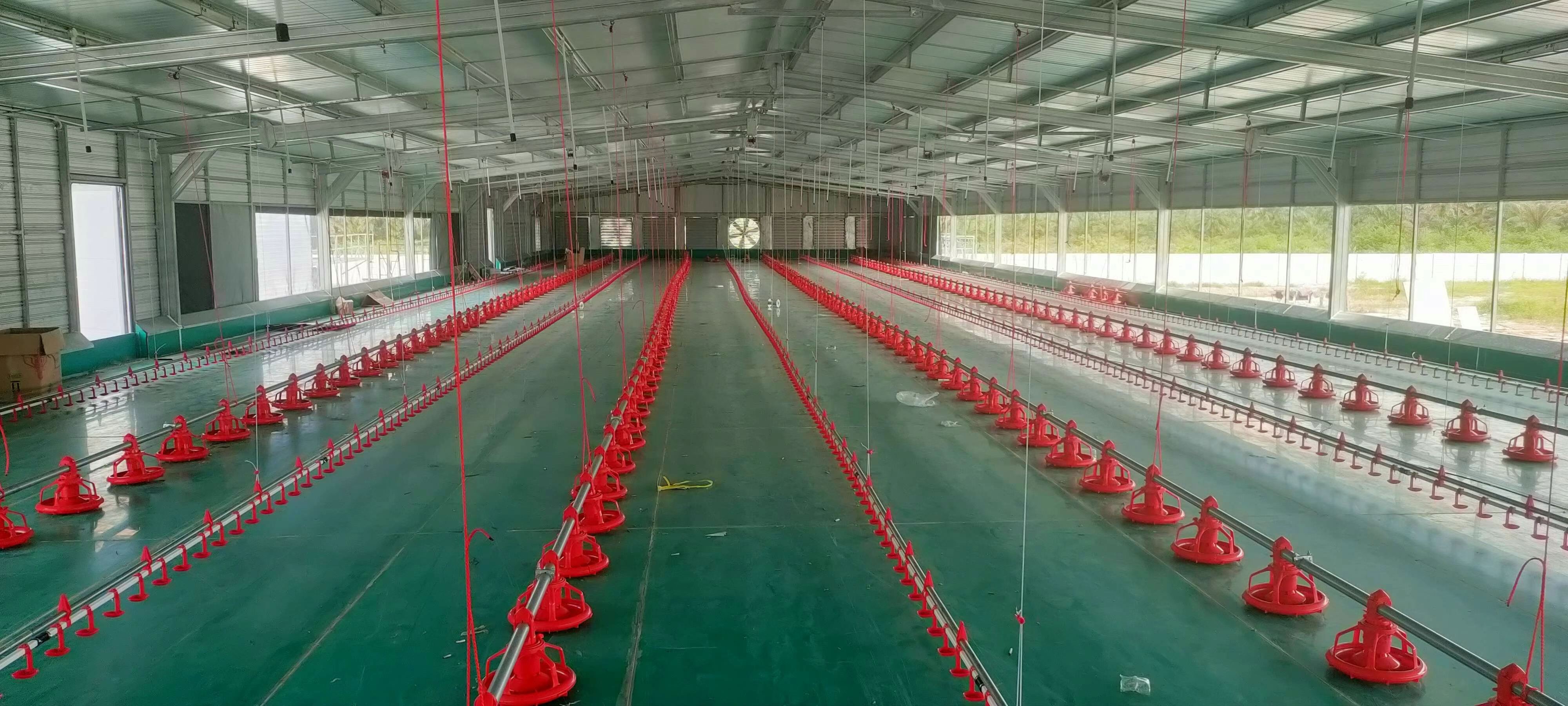 ¿Qué puntos necesitas saber en el proceso de avicultura?