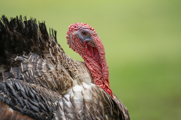 Cómo incubar y cuidar a un pavo bebé
