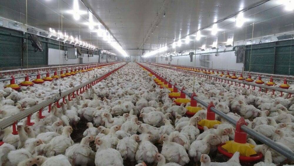 línea de alimentación de pollos