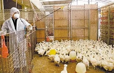 gallinero 1
