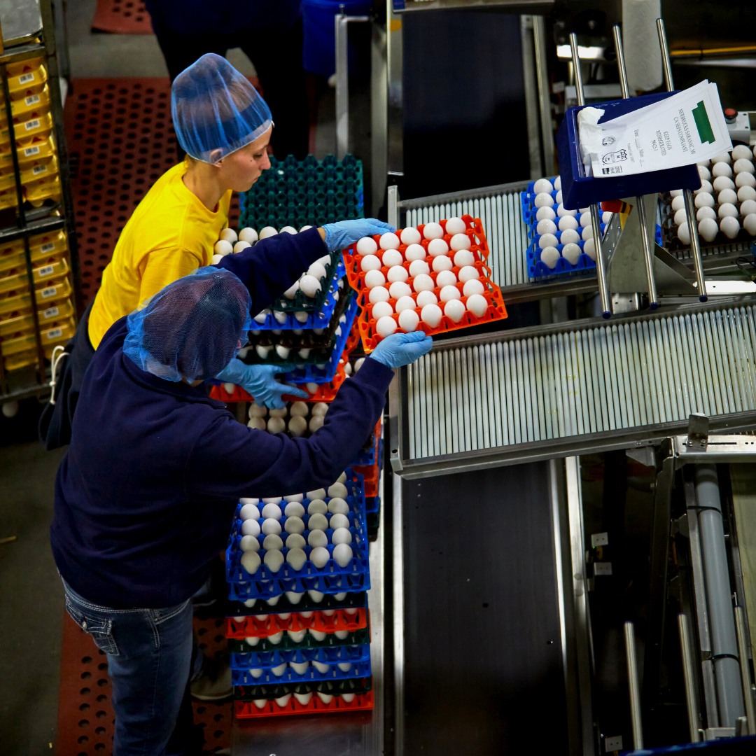 ¿Cuánto sabes sobre la tecnología de cría de pollos?