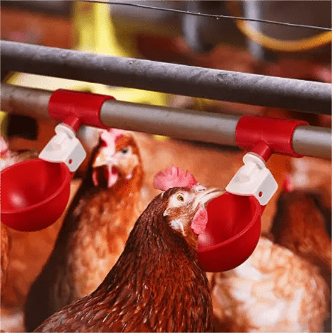 Gran oferta de fábrica, equipo de granja de pollos, tazón de agua para pollos, bebedero para aves de corral naranja/azul, taza para Paloma, pájaro, pollo, codorniz, LM-37