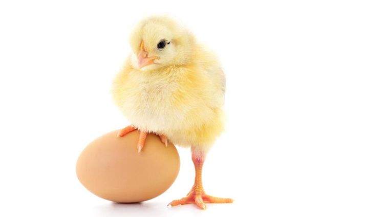 ¿Cómo aumentar la producción de huevos de las ponedoras en el caluroso verano?