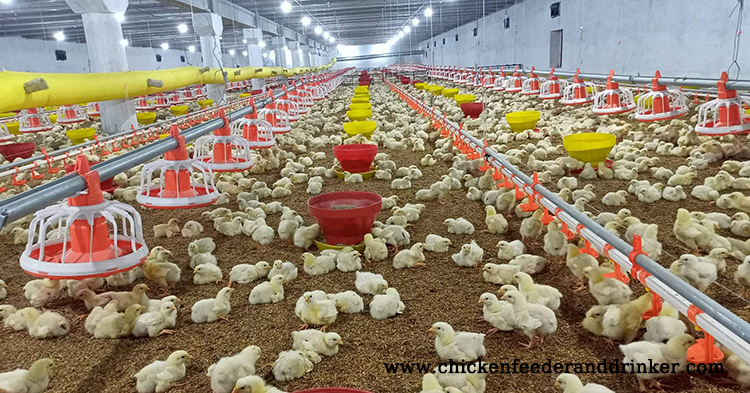 sistema de línea de comedero para pollos (3)