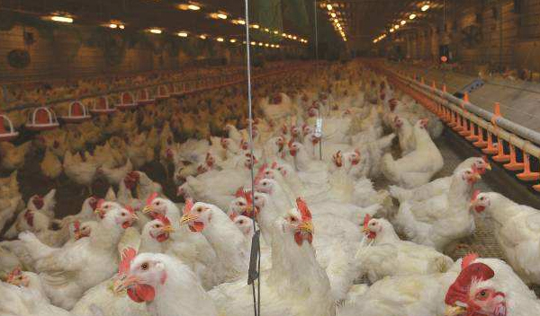 granja de pollos (2)