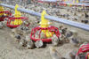 Tubo de alimentación de pollo SS para granja avícola, tubo de alimentación galvanizado por inmersión para sistema de alimentación de pollo LML-37
