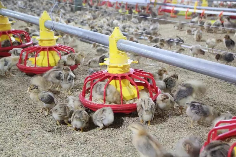 Tubo de alimentación de pollo SS para granja avícola, tubo de alimentación galvanizado por inmersión para sistema de alimentación de pollo LML-37