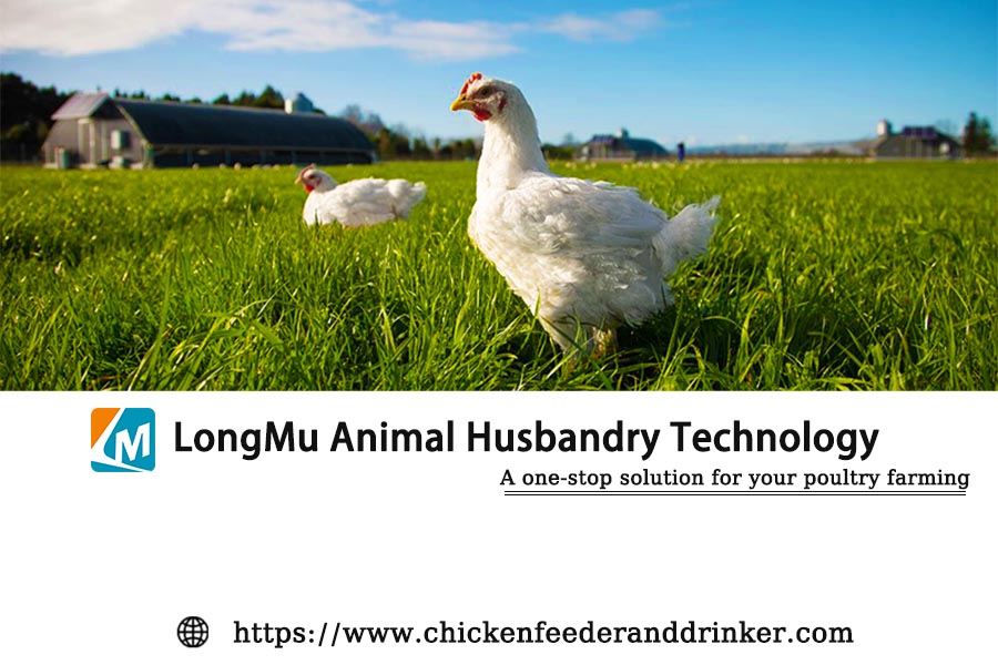 Alimentación y manejo de la cría de pollos de engorde.