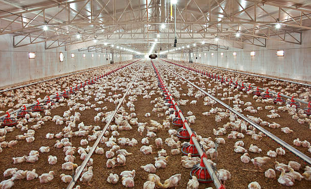granja de pollos