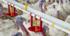 Bebedero automático para pavo, vaso lubricante para bebedero de pato, equipo para granja avícola, LM-125