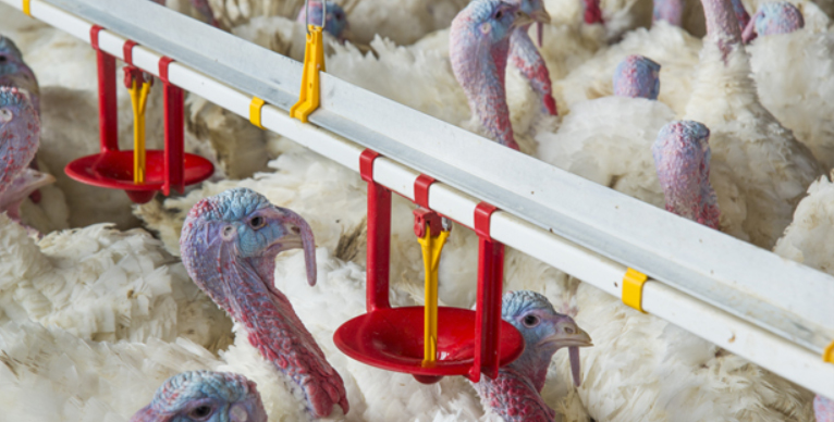 Bebedero automático para pavo, vaso lubricante para bebedero de pato, equipo para granja avícola, LM-125