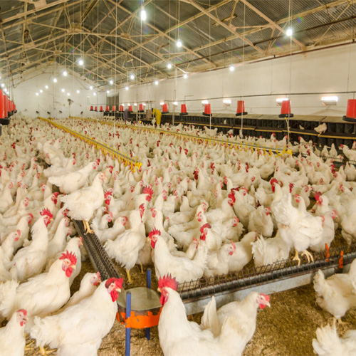 ¿Qué son los bebederos con tetina de agua para pollos?