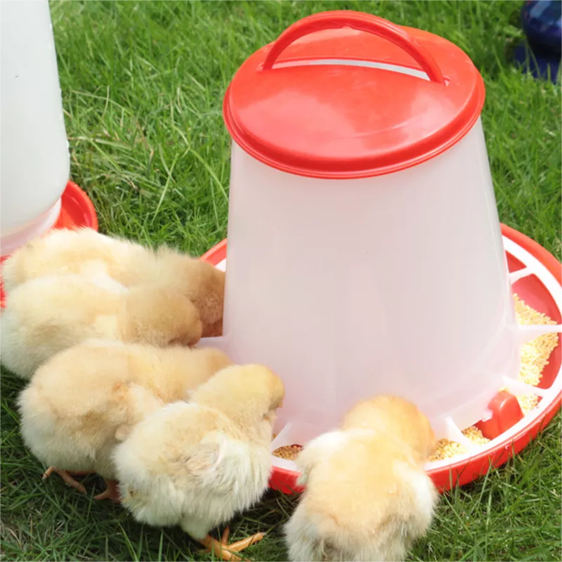 cubo alimentador de pollos