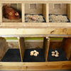 Almohadillas lavables y suaves para anidar pollos, cajas nido reutilizables de plástico para gallinas, estera para gallinero LMA-20