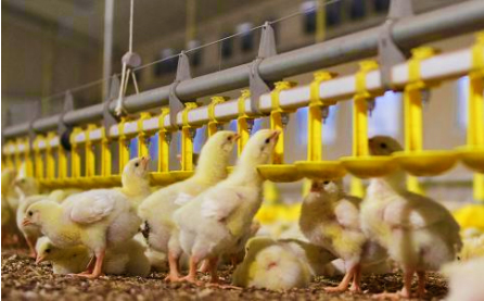 línea de agua para pollo 4