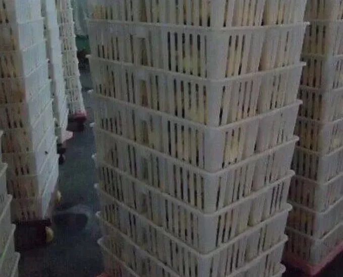 cajón de transporte de pollitos1