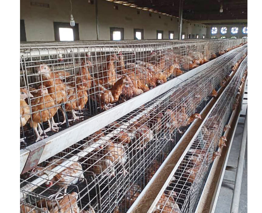 Equipo de avicultura que todo agricultor principiante necesita