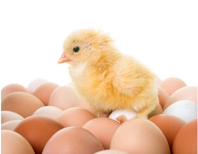 Cómo incubar huevos