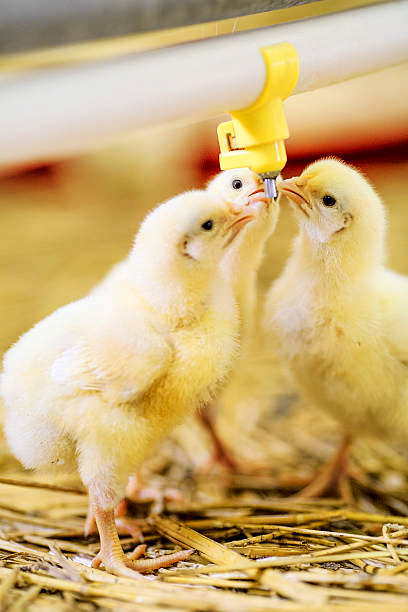 Cuidado de comederos y bebederos de plástico