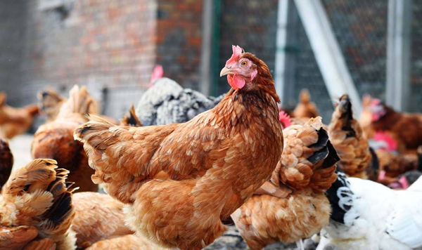 granja de pollos (1)