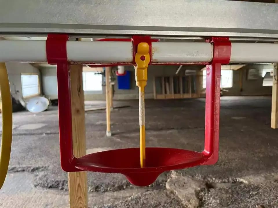 bebedero-para-pavo (1)