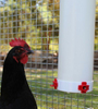 Bebedero y comedero de tubo colgante Cubo de alimentación para aves de corral con cubierta para lluvia Dispositivos de alimentación automática para gallinero Cubo de agua con taza de válvula