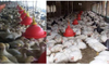 Bebedero para pollos Plasson con bote de agua blanca, bebedero de agua de campana automático para pollos de engorde, equipo de avicultura LM-68