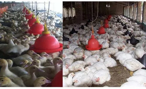 Bebedero para pollos Plasson con bote de agua blanca, bebedero de agua de campana automático para pollos de engorde, equipo de avicultura LM-68
